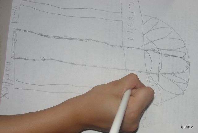 Drawing and labeling the parts of a cathedral (as done by a 7 year old student)