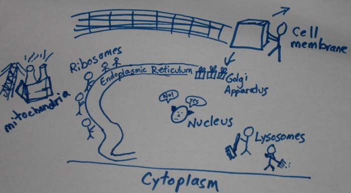 Cell parts as a factory analogy