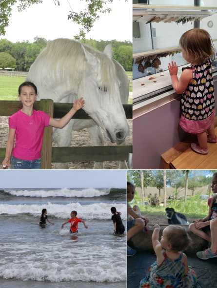 Mill Creek Farm & Museum of Natural History in Gainesville and our two favorite places in Jacksonville: the beach & the zoo