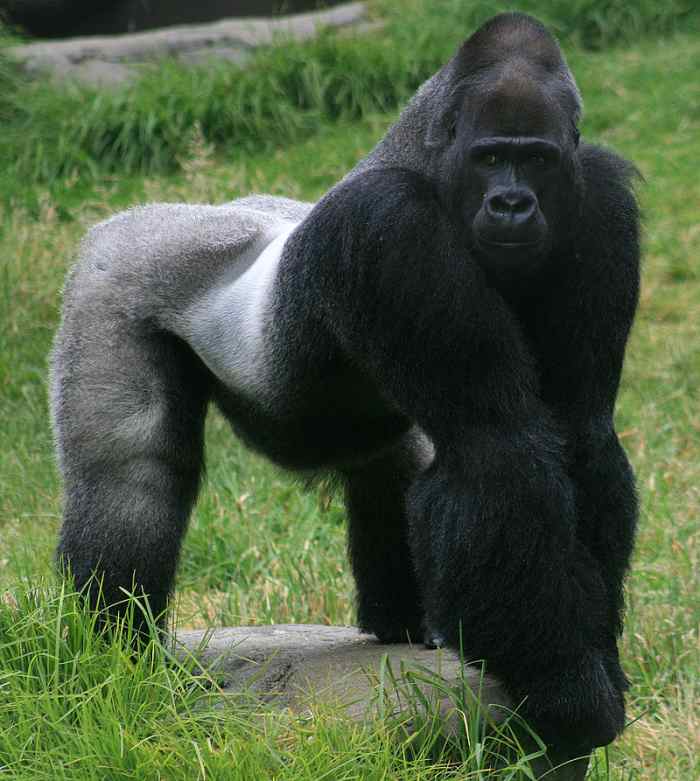 Western gorilla (Gorilla gorilla)