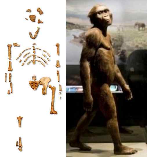 The picture of the bones from Lucy are from wikipedia. The picture of the recreated model of a walking Lucy is from https://answersingenesis.org/human-evolution/lucy/last-stop-before-returning-home/ .