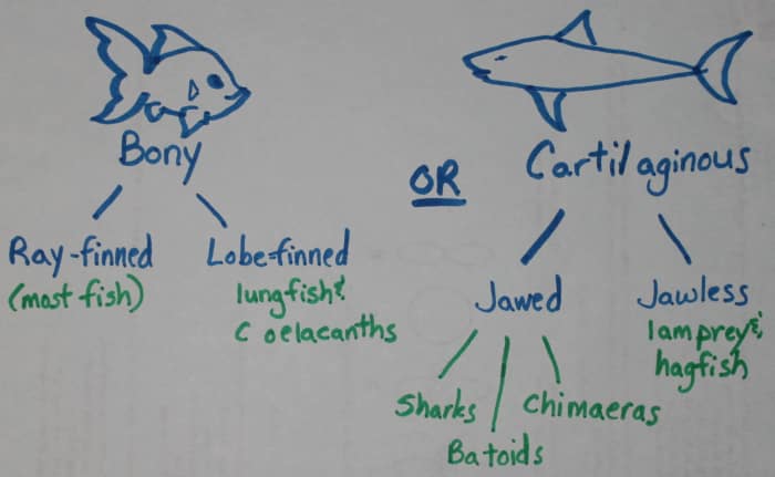 Classification of Fish