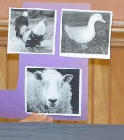 history-and-forces-of-flight-lesson