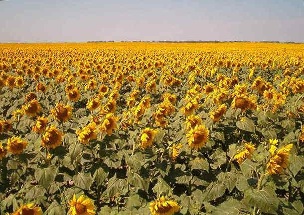 A field of sunflowers in Traill County, ND