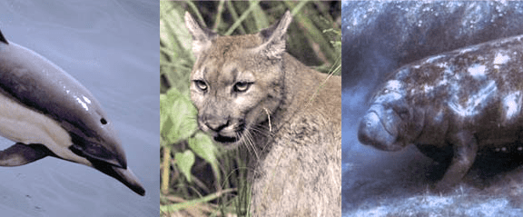 Dolphin, Florida panther, and manatee