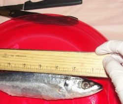 Measuring the fish before we dissect it