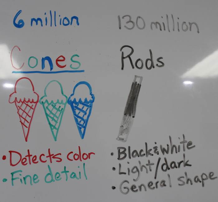  Photoreceptors: Cones and Rods