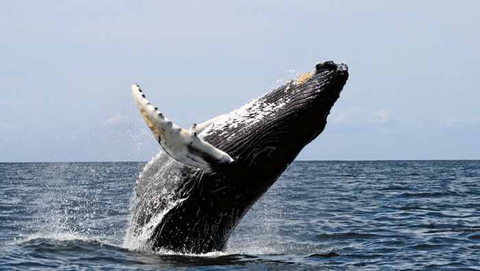 A Humpback breaching