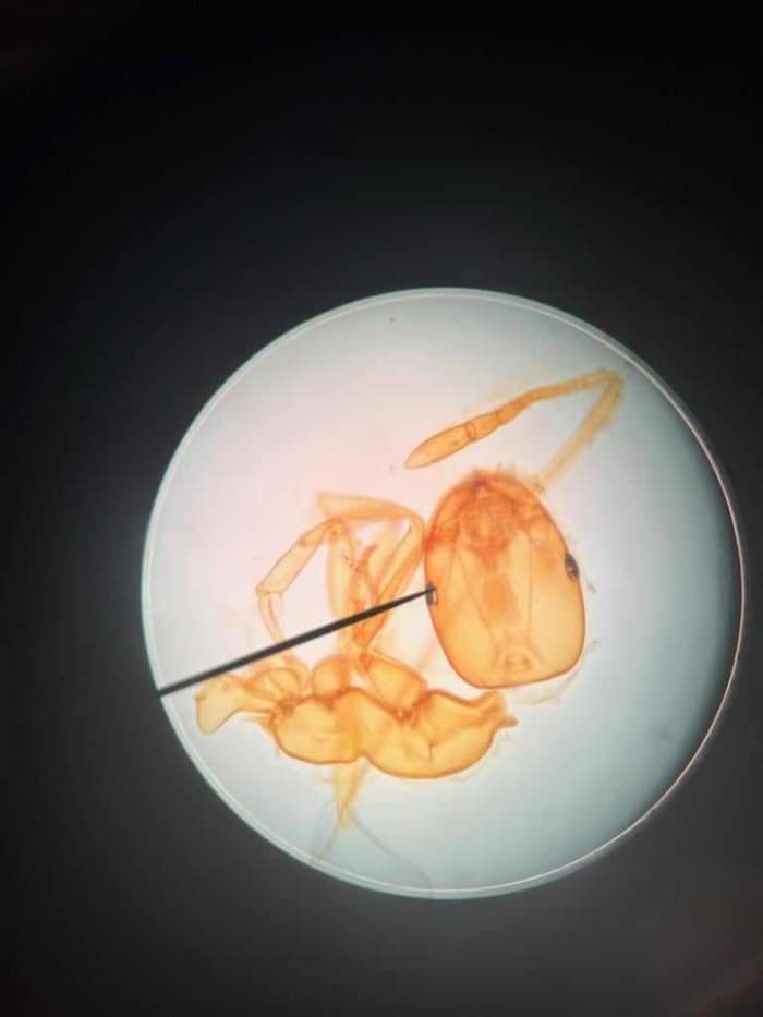 Viewing an ant under a microscope