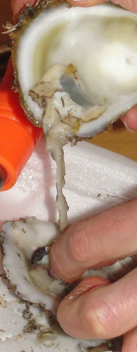 Dissecting an Oyster