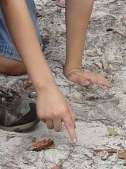 Identifying deer tracks during the tracking expedition from Lesson 1: Daniel Boone, Frontiersmen, & Tracking Lesson