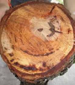 Tree cookie from a pecan tree