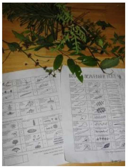 Botany scavenger hunt worksheets and the findings from one group