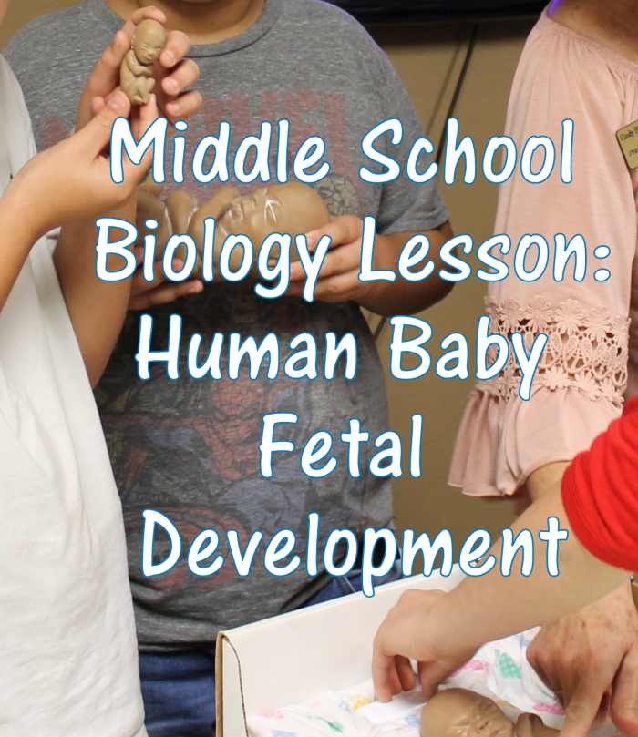 Middle School Biology Lesson on Human Baby Fetal Design & Development