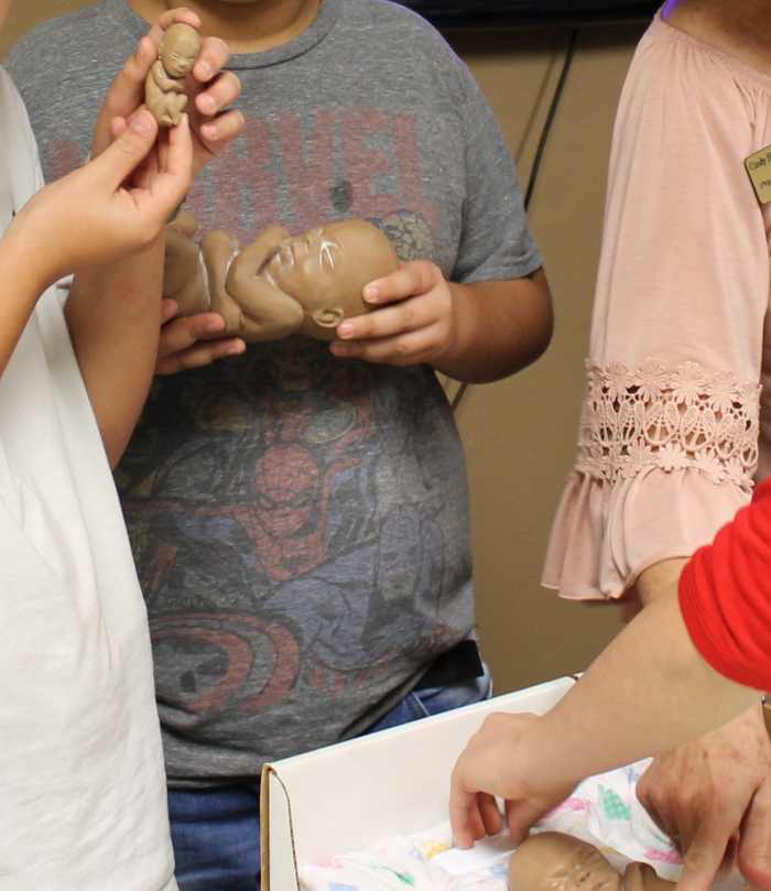 Comparing the size and development of model babies. The smallest one is modeled after a 12 week old baby.