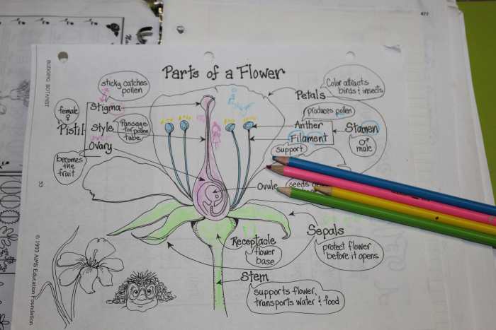 Flower Parts & Their Functions Worksheet from "The Budding Botanist."