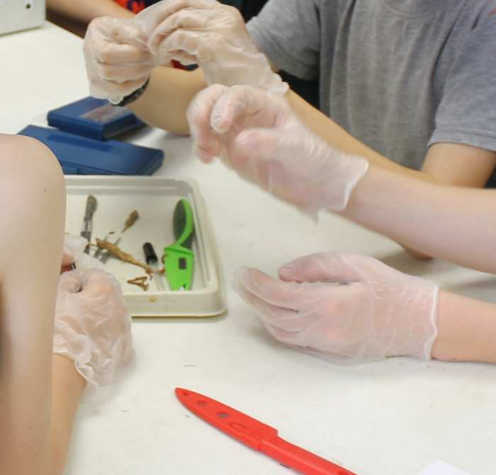 arthropod-dissection