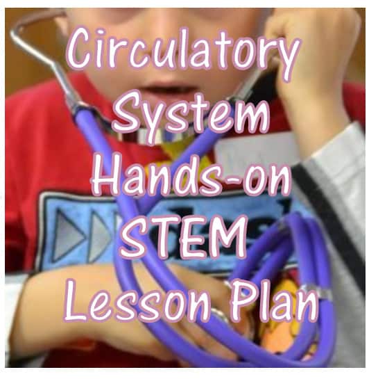 Circulatory System Hands-on STEM Lesson Plan