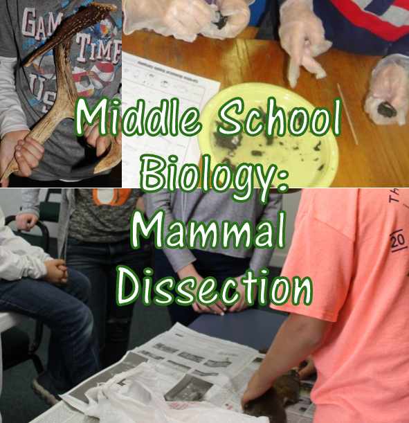Christian Middle School Biology Lesson: Mammal Dissection