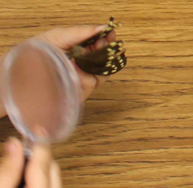 Examining a butterfly under a magnifying lens