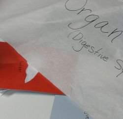 Organs come together to form organ systems.