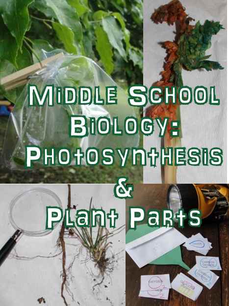 Middle School Biology Lesson on Photosynthesis & Plant Parts (Botany)