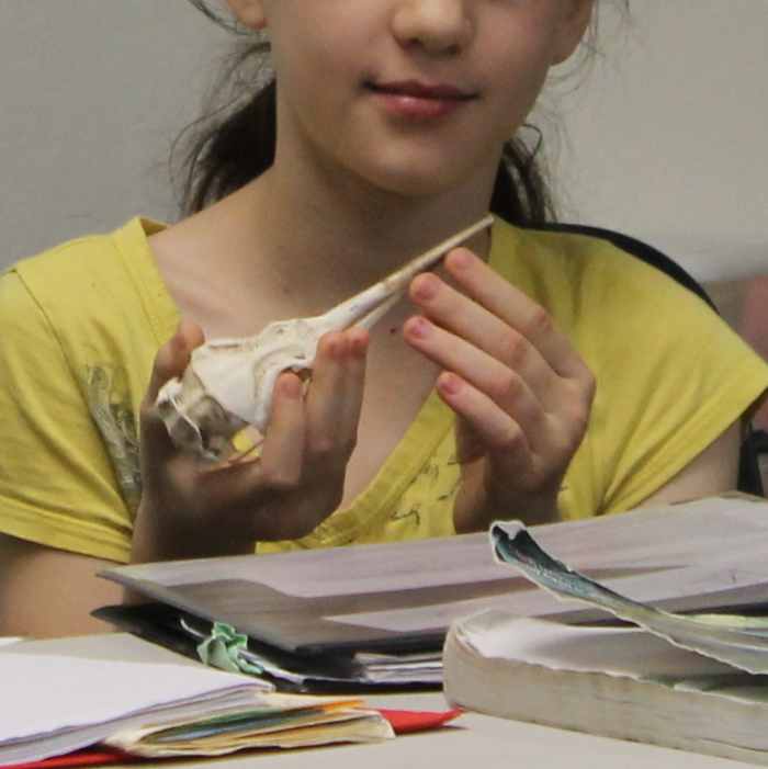 Comparing the beaks on bird skeletons